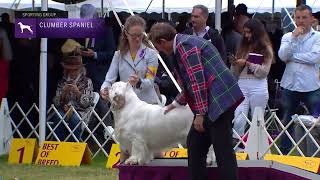 Spaniels Clumber  Breed Judging 2022 [upl. by Yellat]