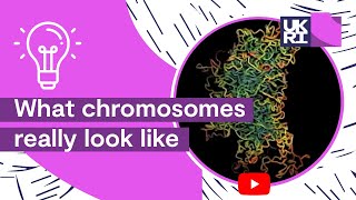 What chromosomes really look like  An accurate depiction of ChromosomeStructure [upl. by Okramed93]