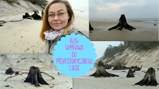 VLOG WYPRAWA DO PREHISTORYCZNEGO LASU CZOŁPINO OnTheLineWithAlex [upl. by Nosac]