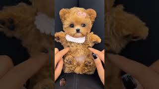 I thought it was a stuffed toy😅 pets dog cuteanimals reels stuffedanimals [upl. by Artima]