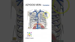 Anatomy Thorax 249 Azygos Vein What is it about importance why is it called HemiAzygos [upl. by Erin]