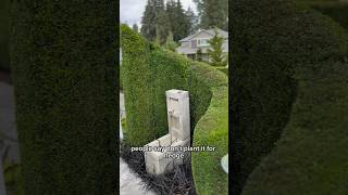 How to Trim a Hedge Expert Tips for Maintaining Your Emerald Green Arborvitae [upl. by Anelram]