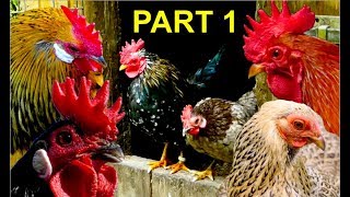 Top10 MOST BEAUTIFUL BANTAM CHICKENS Part 1 Serama Wyandotte Brahma Leghorn bantams [upl. by Assiran]