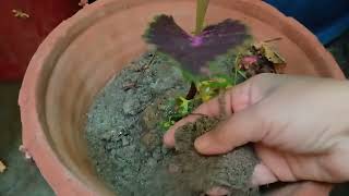 Coleus care and Propagation [upl. by Strickland]