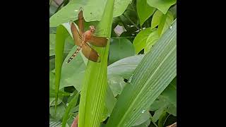 TWO DRAGONFLIES IN THE PEACEFUL MORNING insects dragonfly peaceful morning insecthabitat [upl. by Nikolaus]