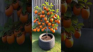 Persimmon Planting Secrets to MAXIMIZE Your Harvest farming satisfying shorts [upl. by Anaigroeg]