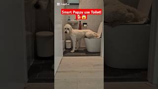 Puppy Trained to Use Toiletpets funny dog cute funny funnydog shorts doglover cutedogs [upl. by Peoples636]