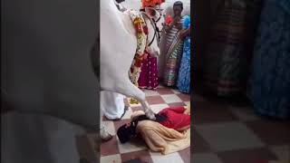 India Hindus receive Holy Cow blessing from their Cow Goddess [upl. by Adnauqaj293]