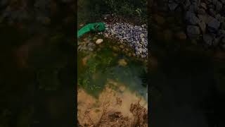 frog leaping in a frog pond insta360x3 footage BoomPhotography [upl. by Eikceb437]