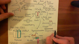 The GABAA Receptors and Epilepsy Part 5 [upl. by Nipahc]