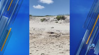 Kemps ridley sea turtle nesting at Cape Hatteras [upl. by Nidroj]