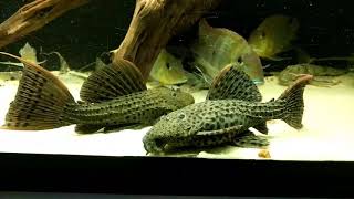 Pseudacanthicus spinosus L96  L160 pleco feeding close up [upl. by Kendell]