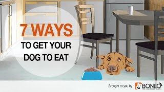 Dog Won’t Eat 7 Ways to Overcome Loss of Appetite in Dogs [upl. by Cicero870]