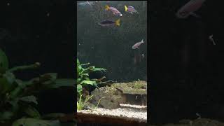 Cyprichromis leptosoma attacking the new Aquarium Coop Magic Feed [upl. by Ruhl]