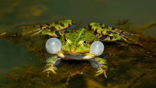 Frog Sounds  Frog Noises  Frog Sounds at Night  Tree Frog Sounds  HalfMoonBeach [upl. by Benjie]