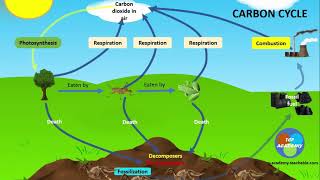 CARBON CYCLE [upl. by Yensehc526]