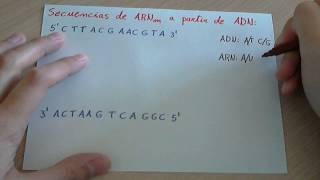 Ejercicio Transcripción de una cadena de ADN a ARNm [upl. by Graham]