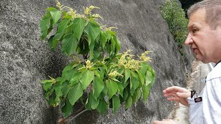 Mallotus the plant to wrap your food [upl. by Atteram]