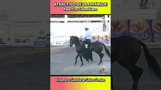 ATRACTIVO DE LA PIRÁMIDE CARTAGENA 2011 pasofino shortsvideo horse caballosdepaso caballo [upl. by Brozak932]