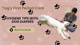 Sasha got her first periodsheat period🩸We used baby diapers😵‍💫Hygiene tips✨✨doglover [upl. by Skyla]