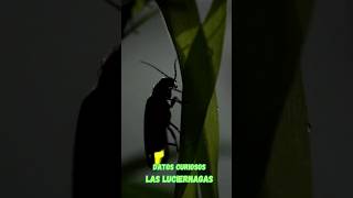 Las Luciernagas  Datos curiosos sobre estos seres de luz short shorts shortvideo shortsvideo [upl. by Nirrat]