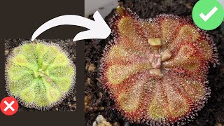 TOP 7 Beginner Mistakes When Growing Sundews Drosera Care  Tips [upl. by Eslek]