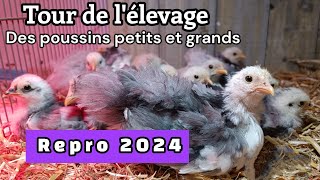 LE TOUR DES POUSSINS pekin brahma reproduction 2024 chanceuse [upl. by Mihe]