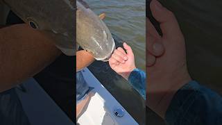 40 inch Redfish In Grand Isle Marsh fishing shorts louisiana saltlife [upl. by Gamin]