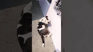 Dhup ka anand dog pitbullovers ytshorts [upl. by Ahsakat]