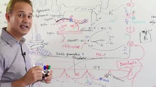 Physiology of Nitric Oxide  Cardiovascular System [upl. by Garda642]