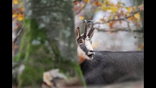 Jagd auf Gamswild in Mittelfranken zur Brunft  Chamois hunting in Germany  Jagdfilm [upl. by Ssew]