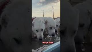 SAFKAN AKBAŞ RÜYA TAKIM PUREBRED AKBASH DREAM TEAM akbaş kangal alabai puppy pitbull [upl. by Buckie220]