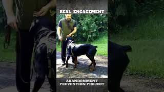 quotActive Obediencequot Dog Training Engagement on Leash [upl. by Tsugua]