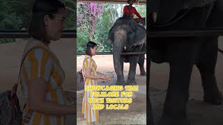 No Entrance Fee  CHANG SIAM thailand amazingthailand tourist thailandtravel [upl. by Orit522]