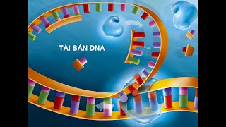 Campbell Tái bản DNA [upl. by Forster594]