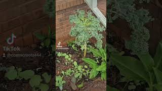 Rutabaga update 😁 autumngarden garden youtubeshorts [upl. by Abdulla]