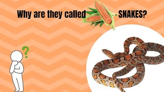 Why do Corn Snakes called “CORN“ snakes 🌽🌽 [upl. by Blackington]