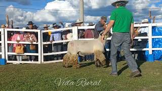 Campeón Hampshire Down en la EXPO REYES 2024 [upl. by Dovev]