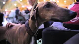 Informasjonsfilm for Norsk Kennel Klub [upl. by Hassett]