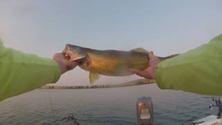 giant walleye fishing lake desmet [upl. by Ahsaz]