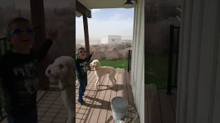 Tumbleweed Stampede in Idaho funnykid hilarious highwinds windstorm crazyweather idaho laugh [upl. by Veljkov]