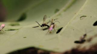 Cotesia vestalis attacking on DBM larva [upl. by Ulla708]