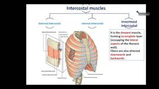 Overview of Thorax 1  Thoracic Wall  Dr Ahmed Farid [upl. by Rundgren802]