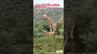 supranatural sopravvivenza giraffe safari [upl. by Atirahs]