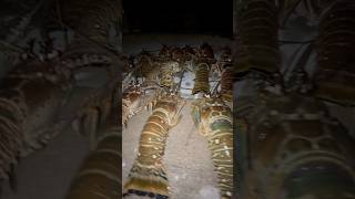 MINI LOBSTER SEASON 2024 florida fishing viral seafood [upl. by Eerrahs]