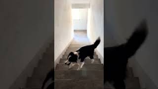 Dog invented its own fetch game🐕🐾😍 [upl. by Estella]