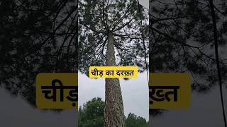 पहाड़ों की वादियों के बीच चीड़ का पेड़ देखने को मिला👏Pine Tree👏shorts youtubeshorts pinetree [upl. by Ahsial]