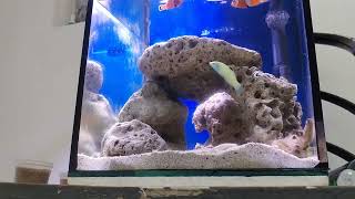 Pico Tank Aquarium SaltWater Part 2 Nakaka Relax [upl. by Esinnej]