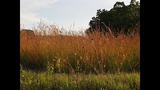 Ambiente e paesaggio [upl. by Qooraf]