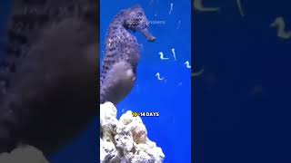 Male SeaHorse Giving Birth to Thousands of babies😳 shorts [upl. by Eyram]